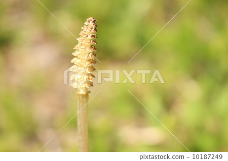 筑紫 筑紫 10187249