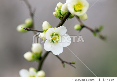 Flower of crumpled 10187556