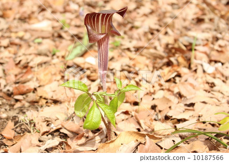 咪咪gutatannshow 10187566