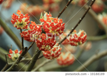 Akabana Mitsumata Akabana Mitsumata 10188189