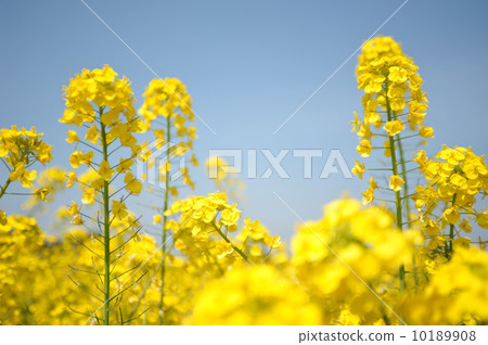 Rapeseed field 10189908