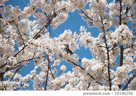 櫻花和鵯 10190298