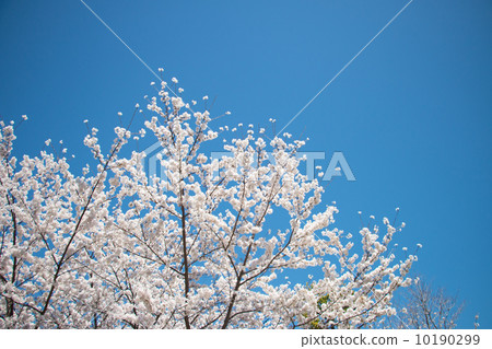  櫻花和藍天 10190299