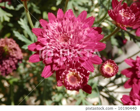 瑪格麗特 10190440