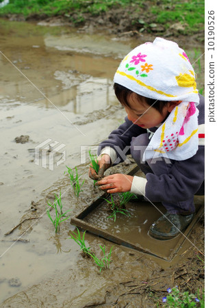 Child rice planting landscape Child rice planting landscape 10190526