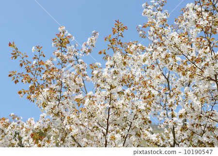 Leaves cherry tree Leaves cherry tree 10190547
