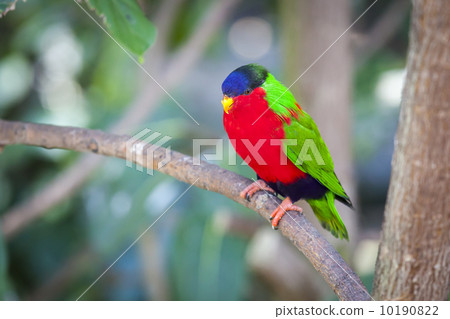 Collared Lory of the Fiji Islands 10190822