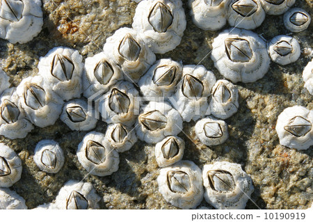 Balanidae 10190919