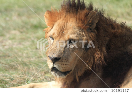 Endangered Indian Lion Endangered Indian Lion 10191127