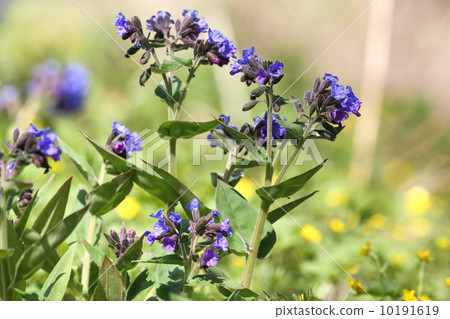 Pulmonaria Pulmonaria 10191619