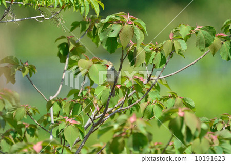 Oyo Yoshikiri 10191623