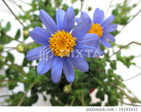 藍色雛菊，清新的花朵顏色 10191632
