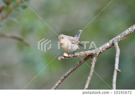 紅喉姬鶲 10191672