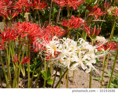 群集孤挺花 群集孤挺花 10191686