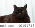 Black cat  10191715