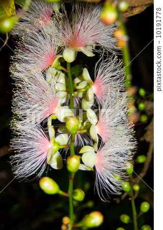 名護sagaribana 10191778