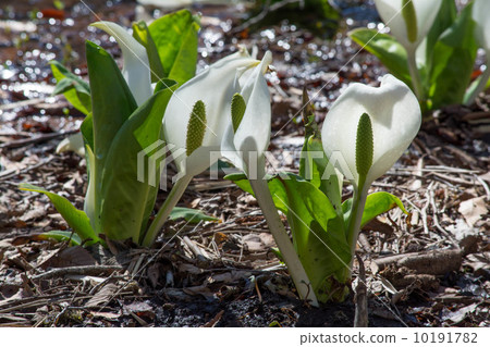 Mizubasheshu in the wet flower garden 10191782