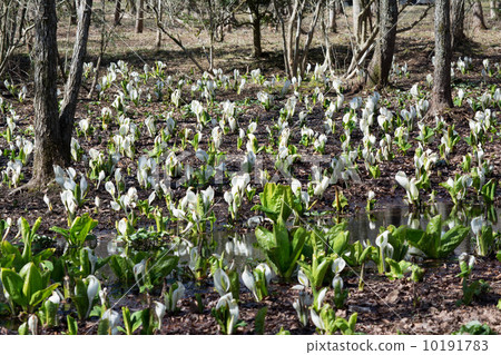 Mizubasheshu in the wet flower garden 10191783