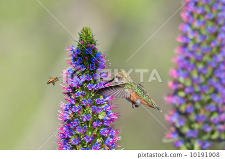 Hummingbird and bee Hummingbird and bee 10191908