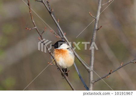 Stonechat 10191967
