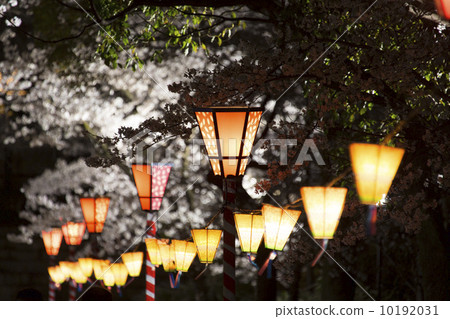 Sakura festival lantern 10192031