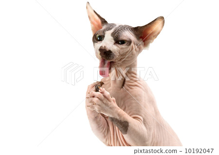 Sphynx Sphynx 10192047