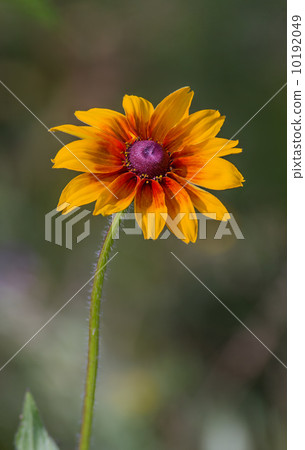 Rudbeckia (Black-Eyed Susan) Rudbeckia (Black-Eyed Susan) 10192049