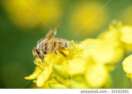 Honey bee Honey bee 10192081