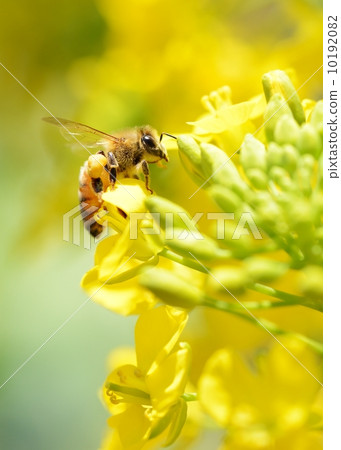 Honey bee Honey bee 10192082
