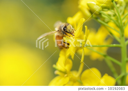 Honey bee Honey bee 10192083