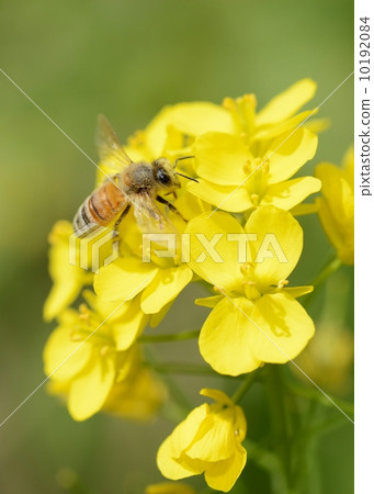 Honey bee Honey bee 10192084