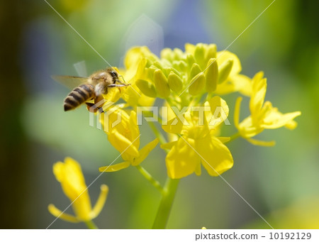 A bee 10192129