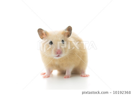 Kinka hamster 10192368