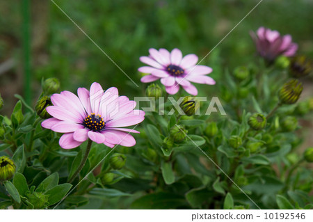 Osteopoulmum flowers Osteopoulmum flowers 10192546