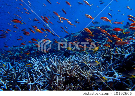 海戈爾迪 海戈爾迪 10192666