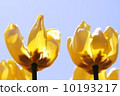 Tulip 10193217