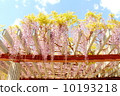 Wisteria 10193218