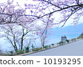 Cherry Blossoms	 10193295