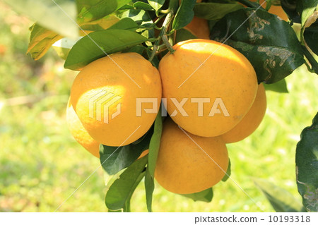 Orchard Uwa Gold 10193318