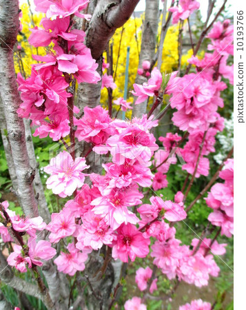 Hanamomo以“Teru Omihime”的傳說命名的少女桃子 10193766