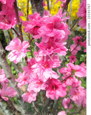 Hanamomo以“Teru Omihime”的傳說命名的少女桃子 10193767