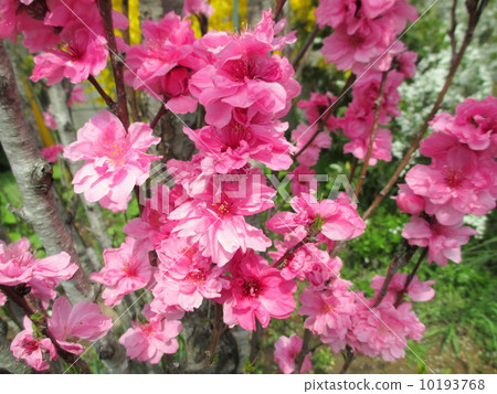 Hanamomo以“Teru Omihime”的傳說命名的少女桃子 10193768