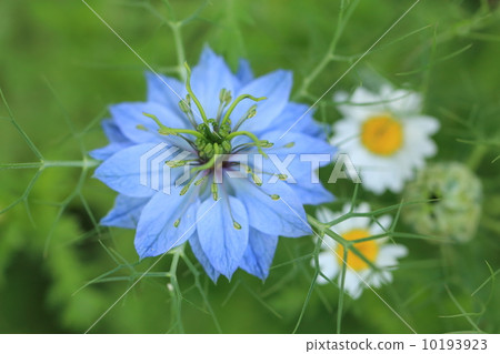 Black clover Black clover 10193923