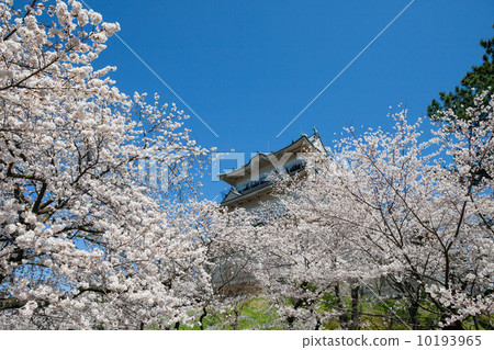 小田原城堡Tenshi和櫻花 10193965