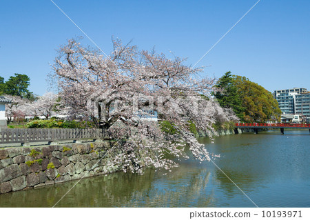 Odawara castle moat and cherry blossoms in spring 10193971