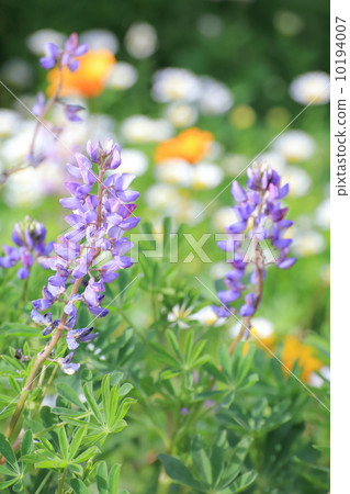 Flower garden Flower garden 10194007