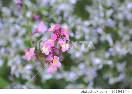 Flower garden 10194144