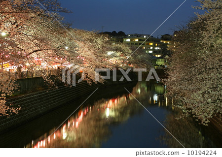 Yokohama Ooka River night cherry blossoms 10194224