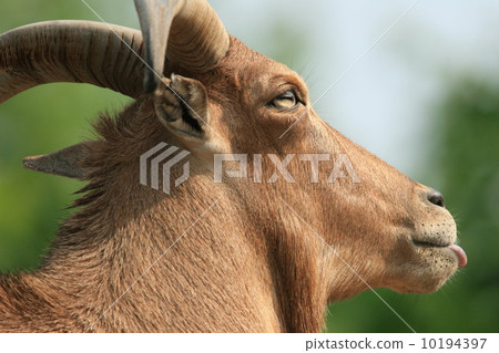 Burberry Sheep (Tennoji Zoo) - Stock Photo [10194397] - PIXTA