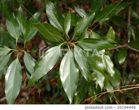 舟山新木姜 10194446